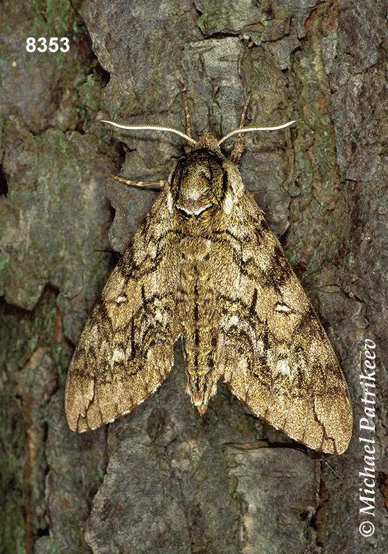 Waved Sphinx (Ceratomia undulosa)